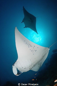 mantas by Oscar Miralpeix 
